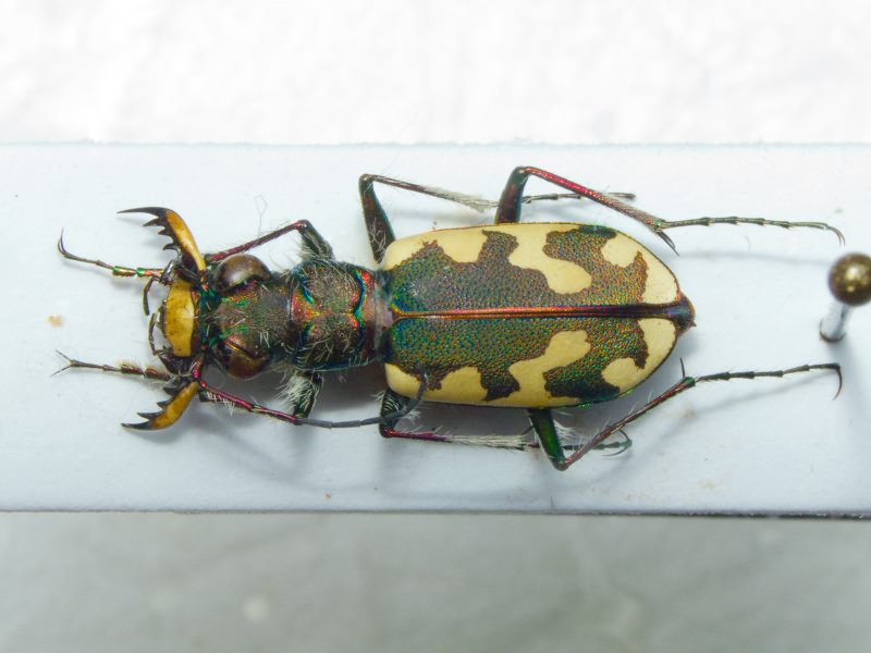 Cicindela sahlbergii Fischer von Waldheim, 1824